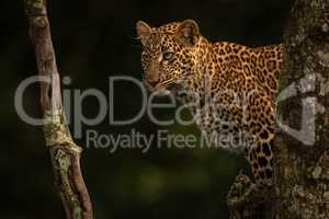Leopard standing in tree stares between branches