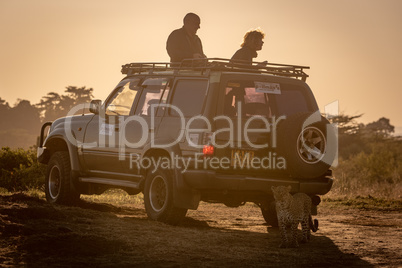 Leopard stands behind couple in safari truck