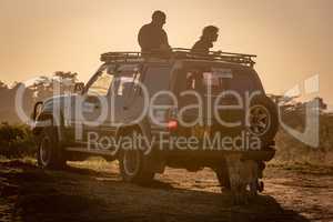 Leopard stands behind couple in safari truck