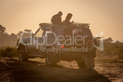 Leopard stands behind two photographers in truck