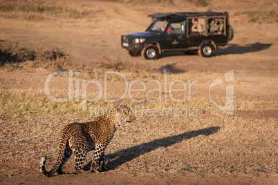 Leopard stands in grass near safari truck
