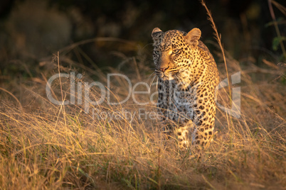 Leopard stands in long grass at dawn