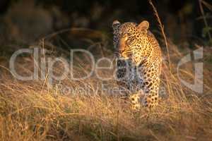 Leopard stands in long grass at dawn