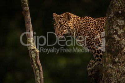 Leopard stands in tree staring between branches