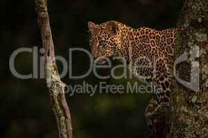 Leopard stands in tree staring between branches