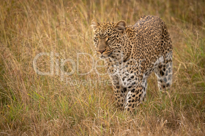 Leopard stands looking ahead in long grass