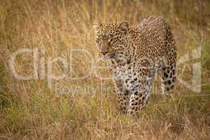 Leopard stands looking ahead in long grass