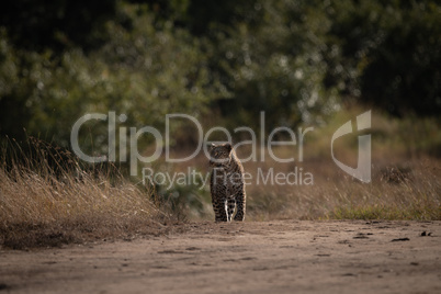 Leopard stands on sandy track on savannah