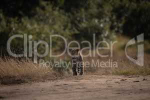 Leopard stands on sandy track on savannah