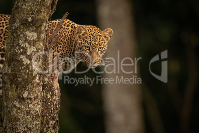 Leopard stands on tree stump looking down