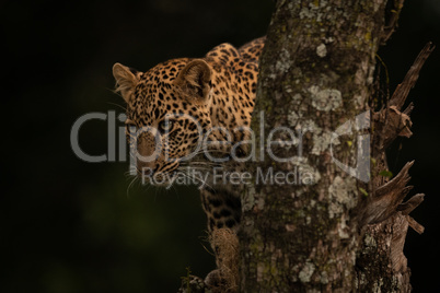 Leopard stares out from behind lichen-covered branch