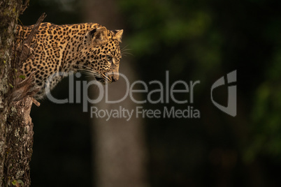 Leopard staring out from lichen-covered tree stump