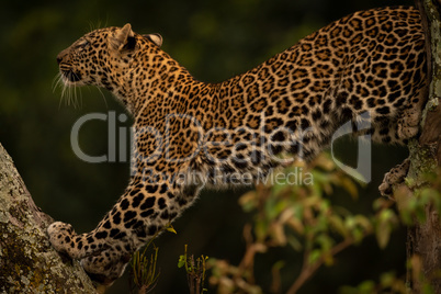 Leopard stretches on lichen-covered branch looking up