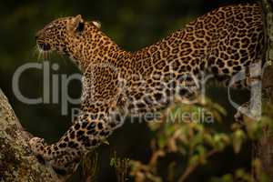 Leopard stretches on lichen-covered branch looking up
