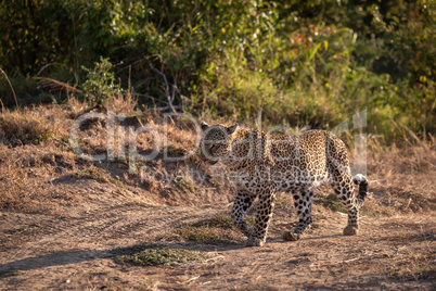 Leopard walking along dirt track by trees