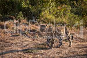 Leopard walking along dirt track by trees