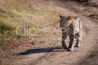 Leopard walking along sandy track in savannah