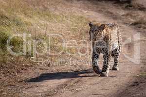 Leopard walking along sandy track in savannah