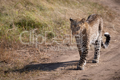 Leopard walking along sandy track on savannah