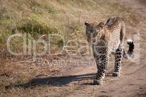 Leopard walking along sandy track on savannah