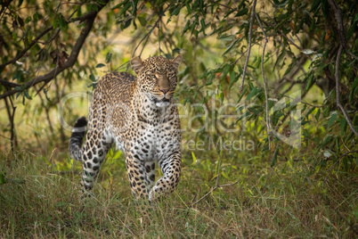 Leopard walking among trees through long grass