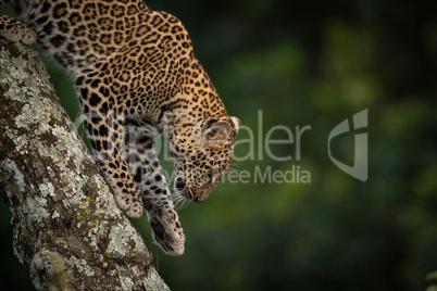 Leopard walking down branch covered in lichen