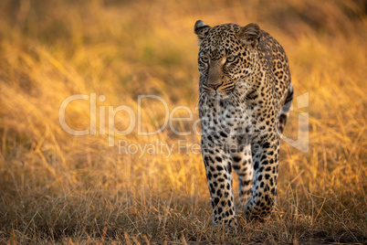 Leopard walking in golden grass at dawn