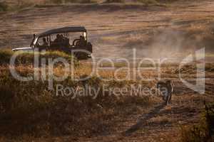 Leopard walking in grassland by safari truck