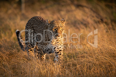 Leopard walking in long grass at dawn