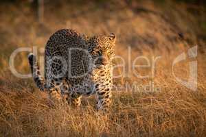 Leopard walking in long grass at dawn