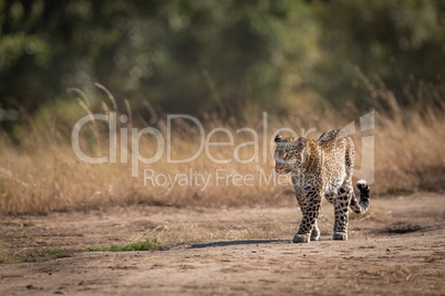 Leopard walking in savannah past long grass