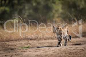 Leopard walking in savannah past long grass