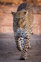Leopard walking on savannah in golden light