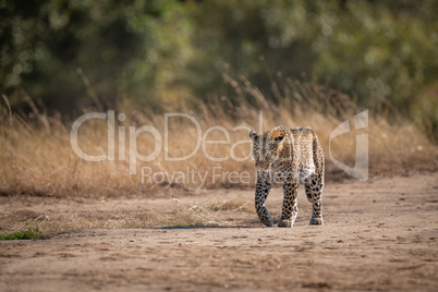 Leopard walking on savannah past long grass