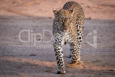 Leopard walking over savannah in golden light