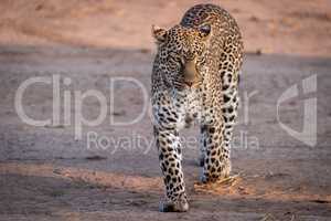 Leopard walking over savannah in golden light