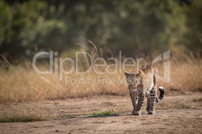 Leopard walking past long grass in savannah