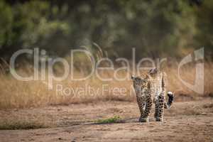 Leopard walking past long grass in savannah