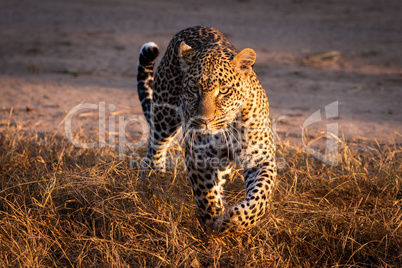 Leopard walking through grass in golden light