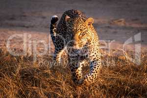 Leopard walking through grass in golden light