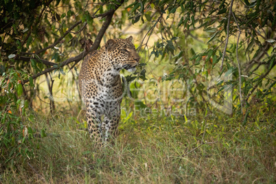 Leopard walking through long grass among trees