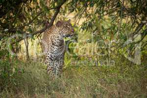 Leopard walking through long grass among trees