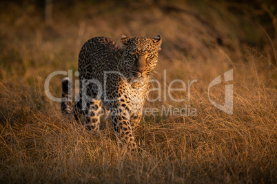 Leopard walking through long grass at dawn