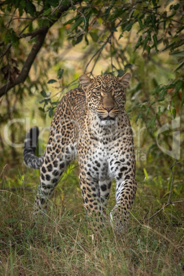 Leopard walking through long grass towards camera