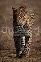 Leopard walking towards camera in short grass