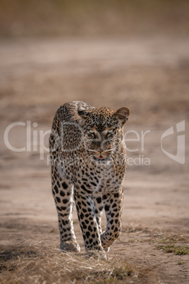 Leopard walking towards camera on baked earth