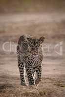Leopard walking towards camera on baked earth