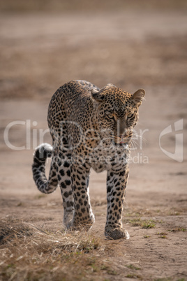 Leopard walking towards camera on dry earth