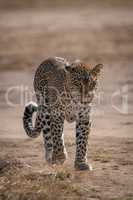 Leopard walking towards camera on dry earth