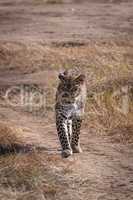Leopard walking towards camera on sandy track